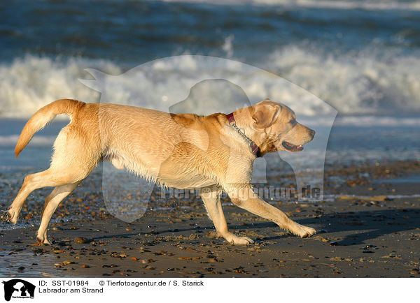 Labrador am Strand / Labrador on beach / SST-01984