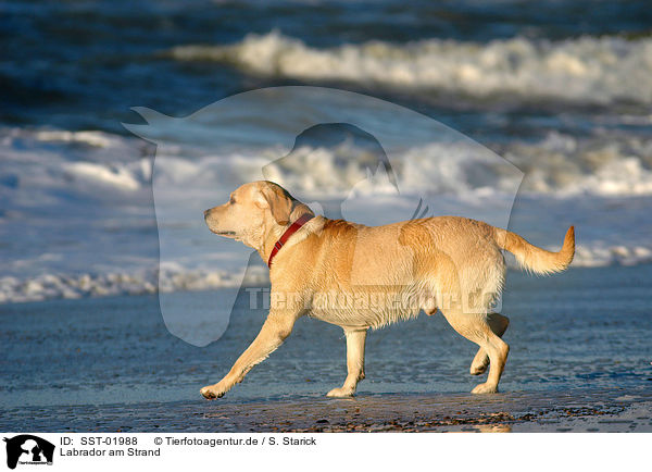 Labrador am Strand / SST-01988
