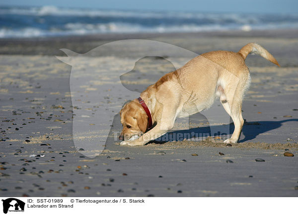 Labrador am Strand / SST-01989