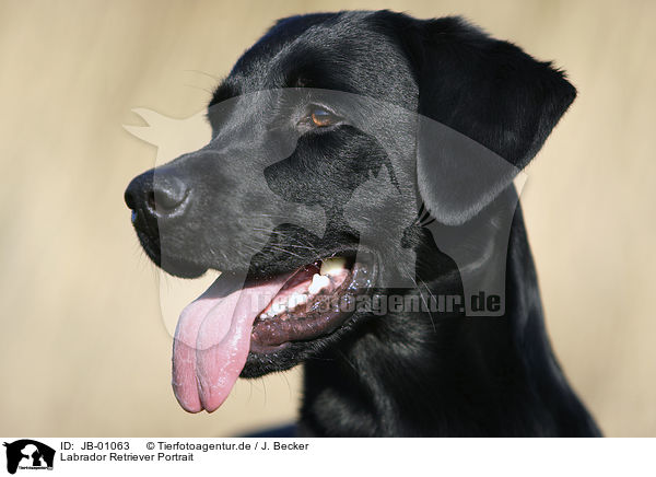 Labrador Retriever Portrait / JB-01063