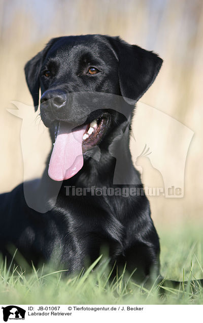Labrador Retriever / JB-01067