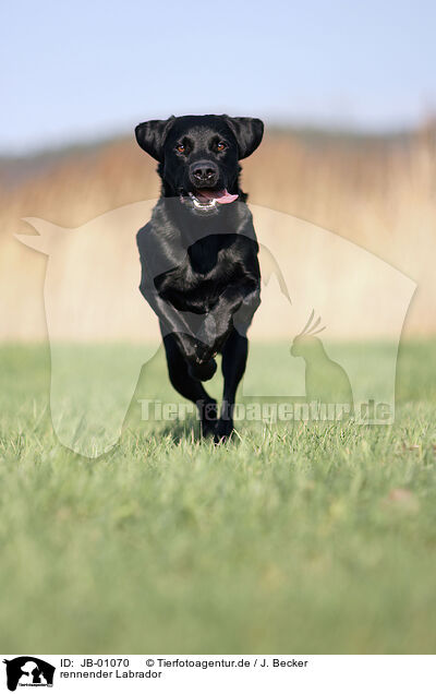 rennender Labrador / running Labrador Retriever / JB-01070