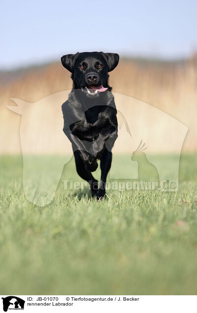 rennender Labrador / JB-01070