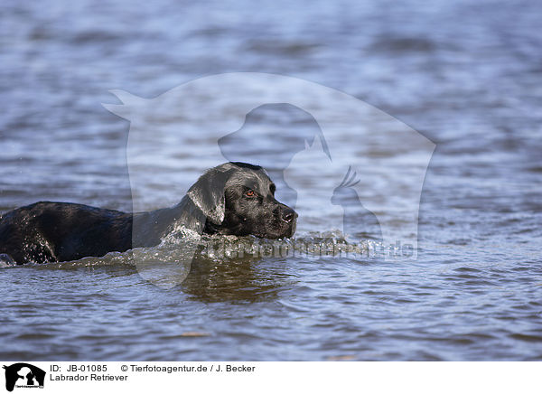 Labrador Retriever / JB-01085