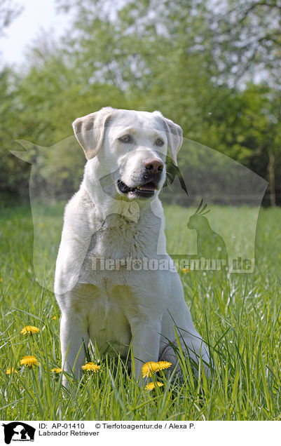 Labrador Retriever / Labrador Retriever / AP-01410