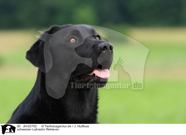 schwarzer Labrador Retriever / JH-02752