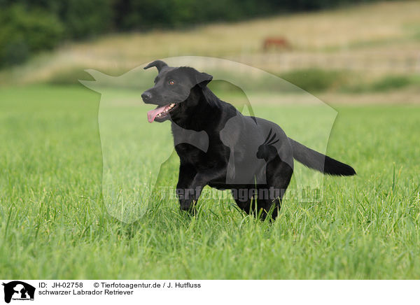 schwarzer Labrador Retriever / JH-02758