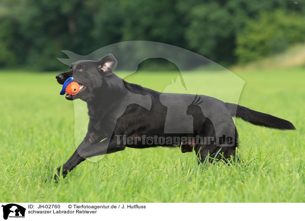 schwarzer Labrador Retriever / JH-02760