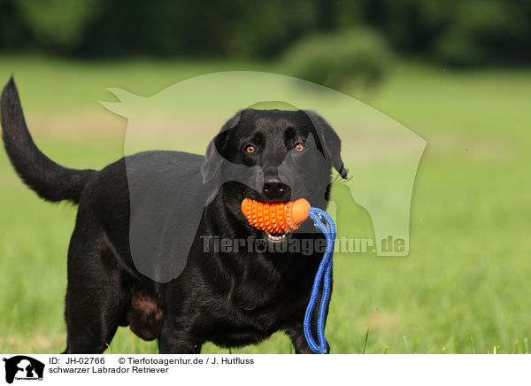 schwarzer Labrador Retriever / black Labrador Retriever / JH-02766