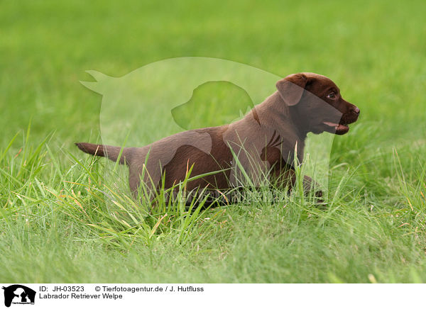 Labrador Retriever Welpe / Labrador Retriever Puppy / JH-03523