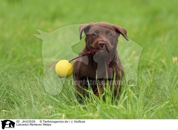 Labrador Retriever Welpe / Labrador Retriever Puppy / JH-03529