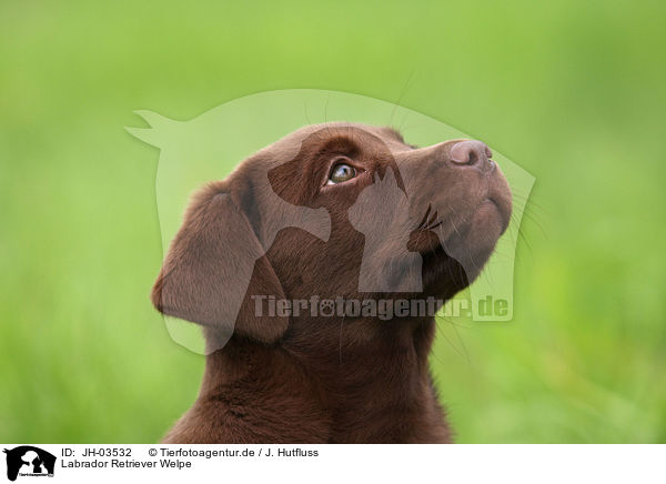 Labrador Retriever Welpe / Labrador Retriever Puppy / JH-03532
