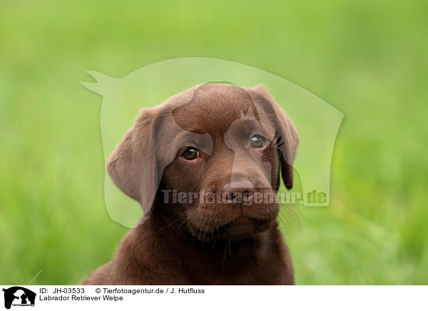 Labrador Retriever Welpe / Labrador Retriever Puppy / JH-03533