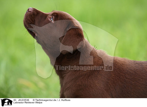 Labrador Retriever Welpe / Labrador Retriever Puppy / JH-03536