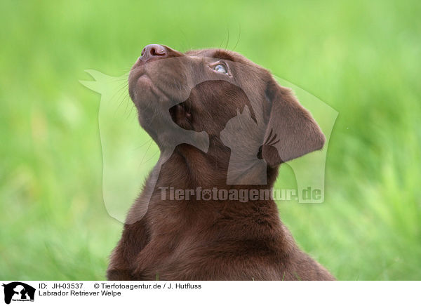 Labrador Retriever Welpe / Labrador Retriever Puppy / JH-03537
