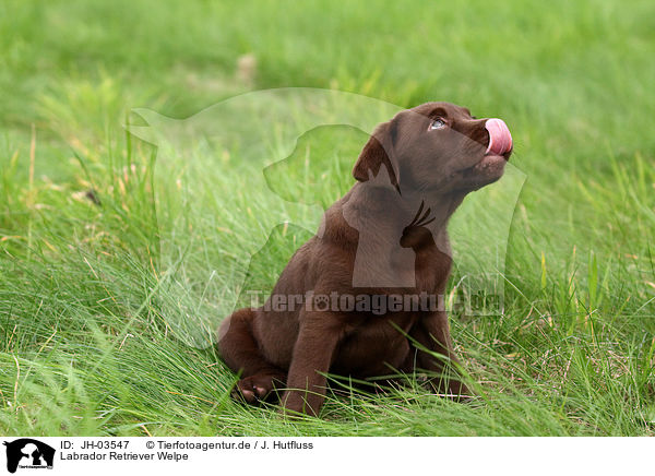 Labrador Retriever Welpe / JH-03547