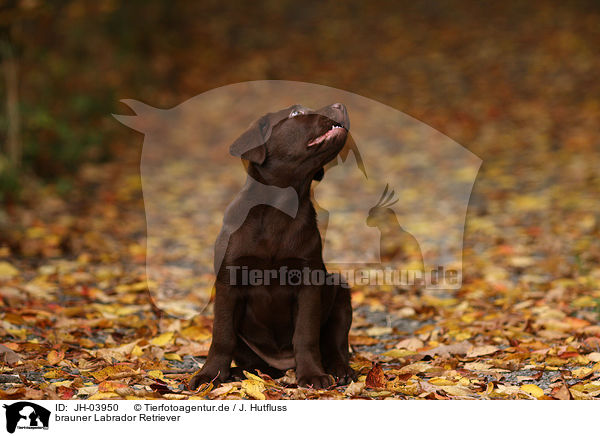 brauner Labrador Retriever / brown Labrador Retriever / JH-03950