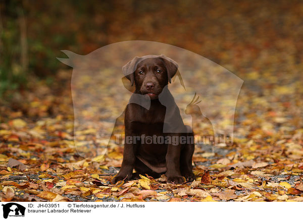 brauner Labrador Retriever / brown Labrador Retriever / JH-03951