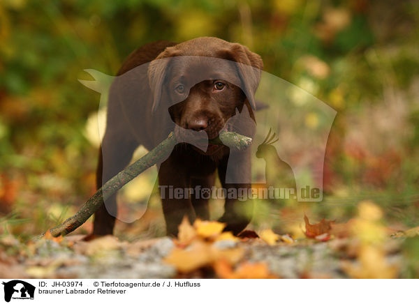 brauner Labrador Retriever / brown Labrador Retriever / JH-03974