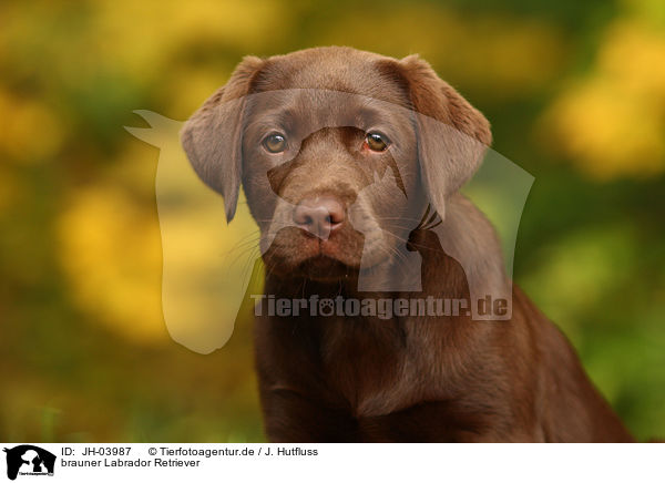 brauner Labrador Retriever / brown Labrador Retriever / JH-03987