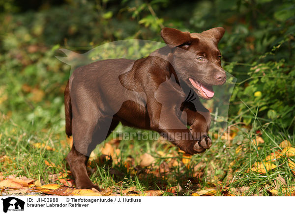 brauner Labrador Retriever / brown Labrador Retriever / JH-03988