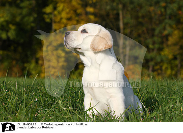 blonder Labrador Retriever / JH-03993