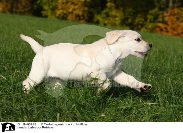 blonder Labrador Retriever / JH-03999
