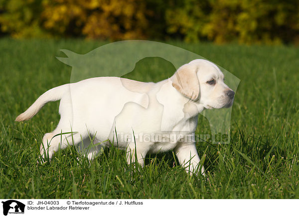 blonder Labrador Retriever / JH-04003
