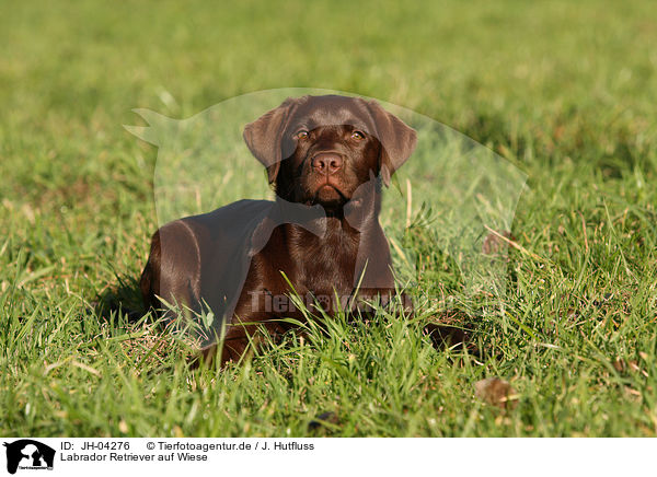 Labrador Retriever auf Wiese / Labrador Retriever on meadow / JH-04276