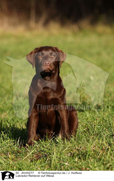 Labrador Retriever auf Wiese / Labrador Retriever on meadow / JH-04277