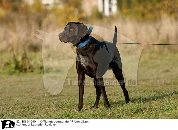 stehender Labrador Retriever / BS-01090