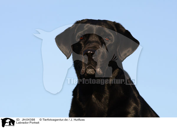 Labrador Portrait / JH-04398