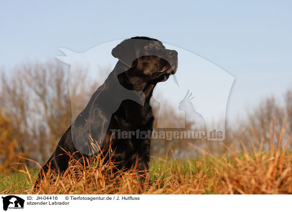 sitzender Labrador / sitting Labrador / JH-04416