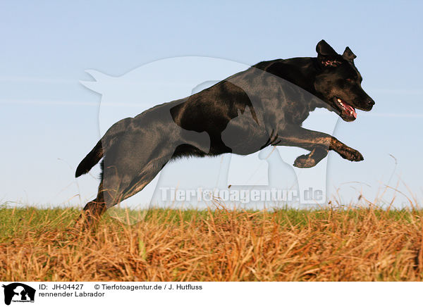 rennender Labrador / running Labrador / JH-04427