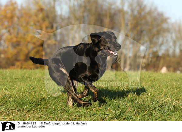 rennender Labrador / JH-04435