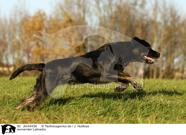 rennender Labrador / JH-04436