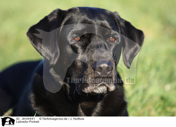 Labrador Portrait / Labrador Portrait / JH-04441