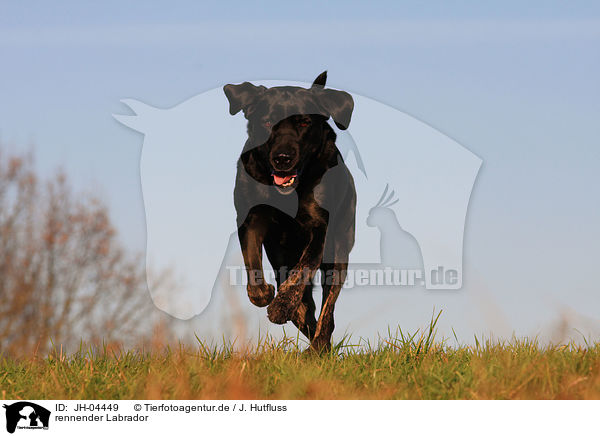rennender Labrador / running Labrador / JH-04449