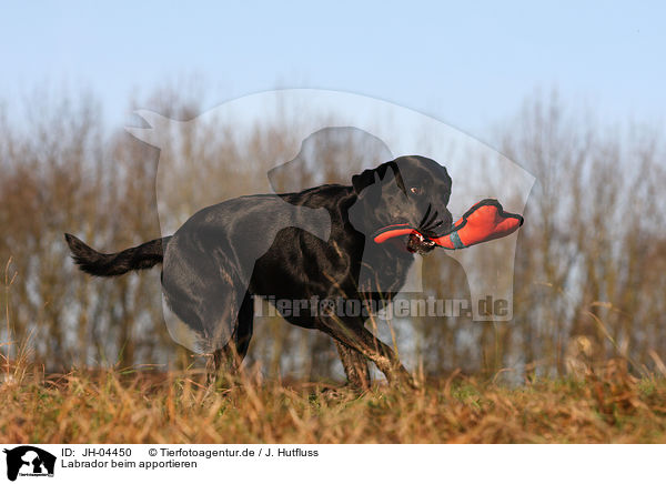 Labrador beim apportieren / retrieving Labrador / JH-04450