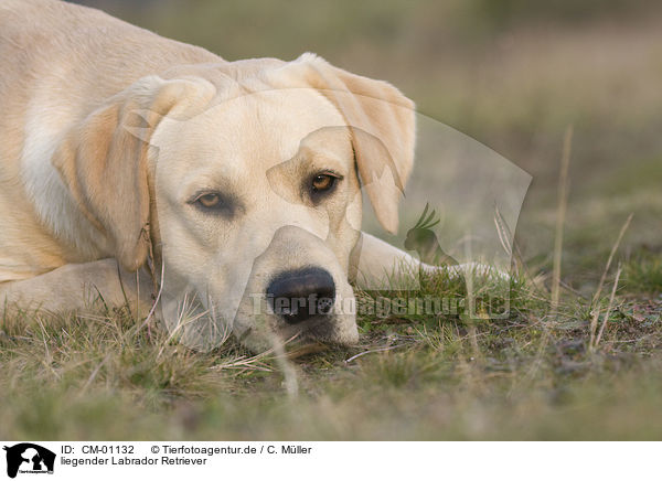 liegender Labrador Retriever / CM-01132