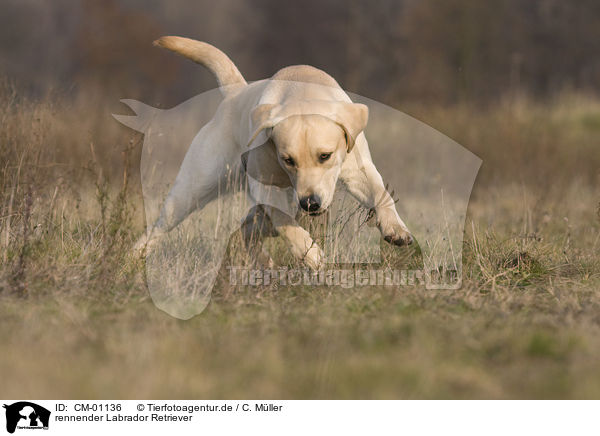 rennender Labrador Retriever / CM-01136