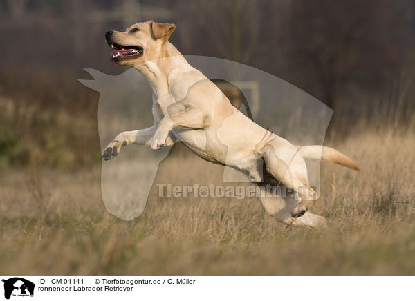 rennender Labrador Retriever / CM-01141