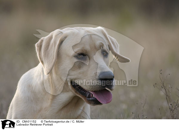 Labrador Retriever Portrait / CM-01152