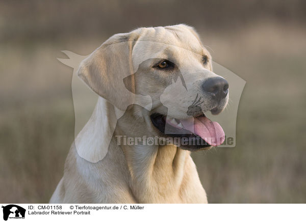 Labrador Retriever Portrait / CM-01158