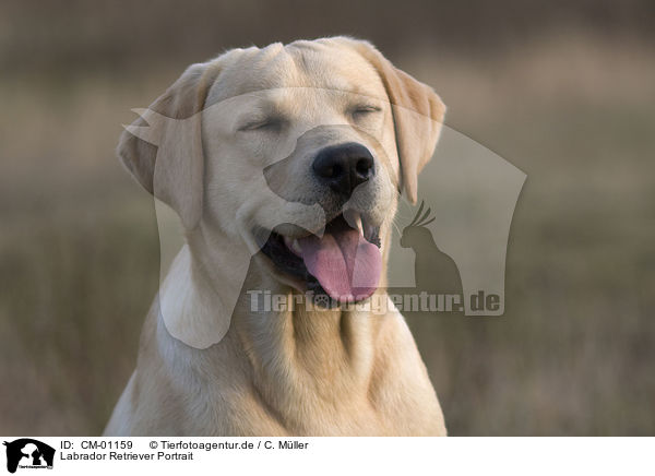 Labrador Retriever Portrait / Labrador Retriever Portrait / CM-01159