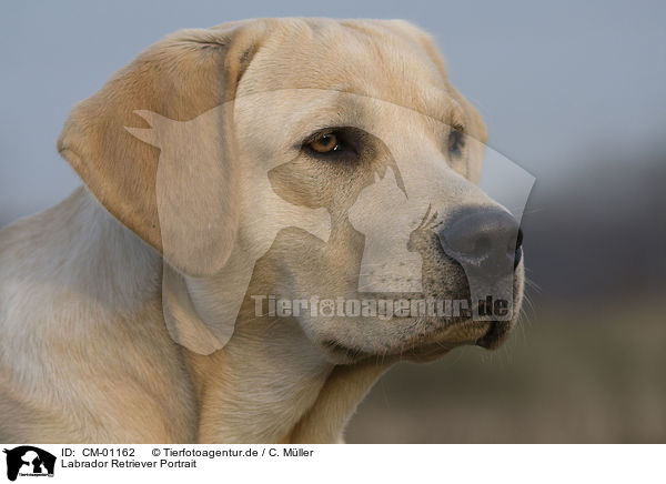 Labrador Retriever Portrait / CM-01162