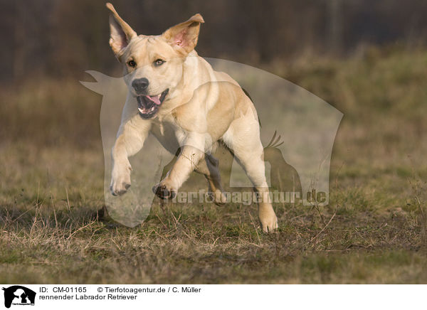 rennender Labrador Retriever / CM-01165
