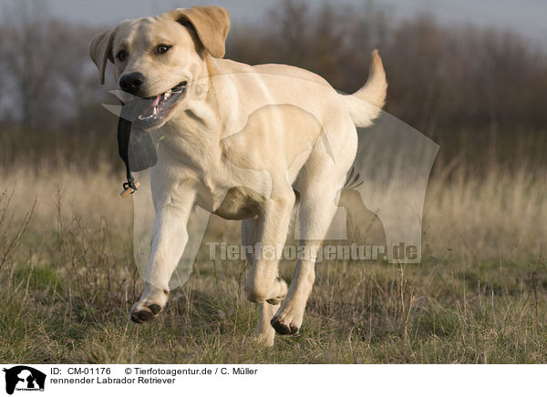 rennender Labrador Retriever / CM-01176
