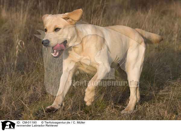rennender Labrador Retriever / CM-01180