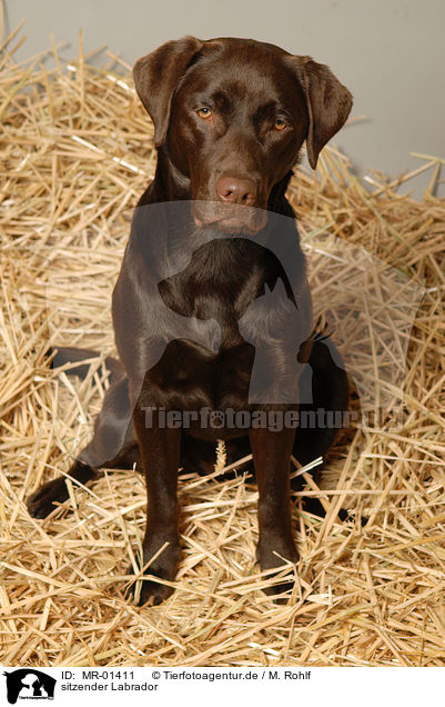 sitzender Labrador / sitting Labrador / MR-01411